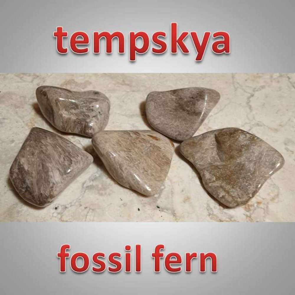 Tempskya Fossil Fern tumble fossil rock stone
